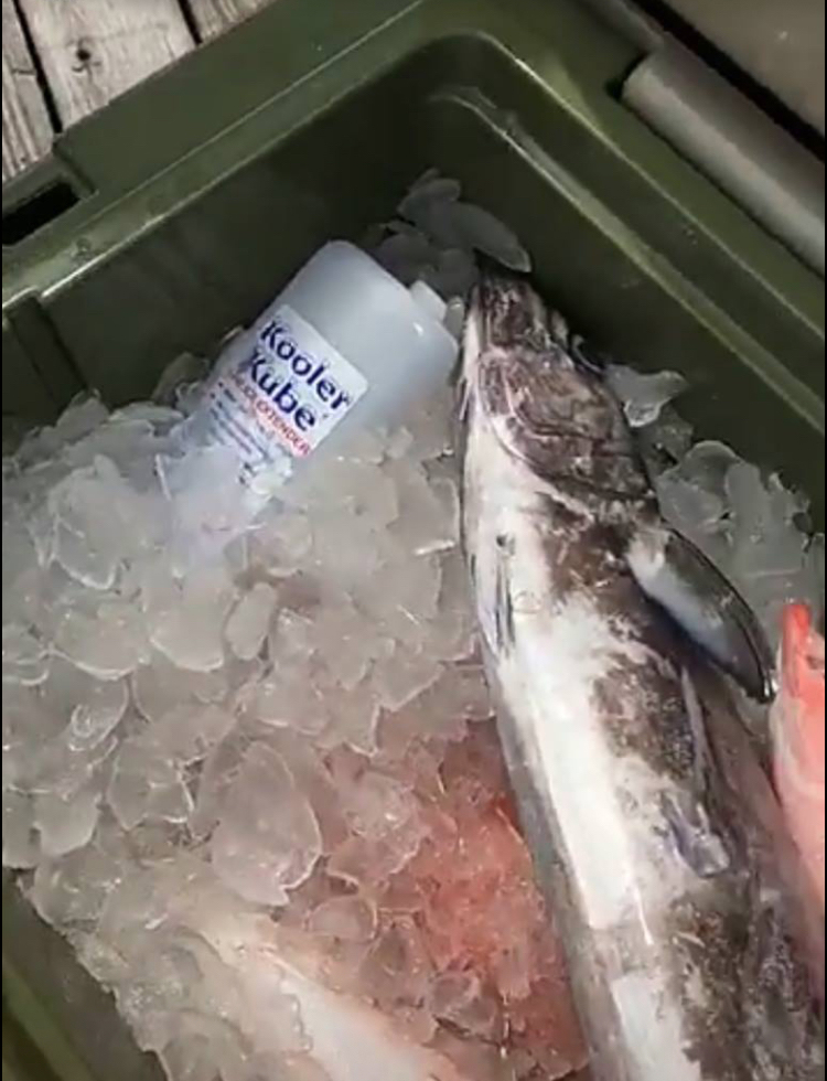 fish-in-ice